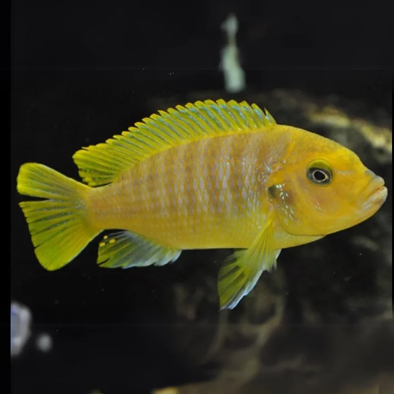 - Pet stroller can be taken on the plane Yellow Morph Fish (1-1.5 Inches) | Single